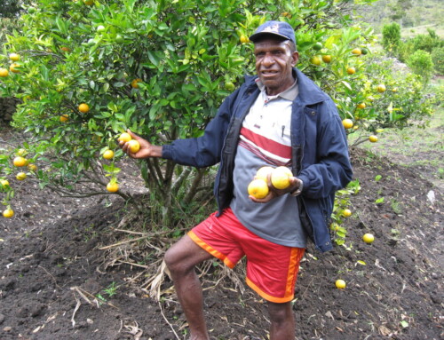 Orange- and Cashewfarm