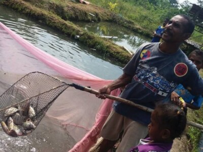 fish farm Mujair Nila Papua