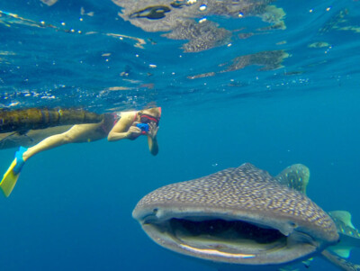 whaleshark Papua